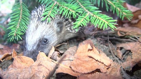 Jeże z ogrodu zoologicznego w Myślęcinku./fot. Janusz Wiertel