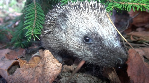 Jeże z ogrodu zoologicznego w Myślęcinku./fot. Janusz Wiertel