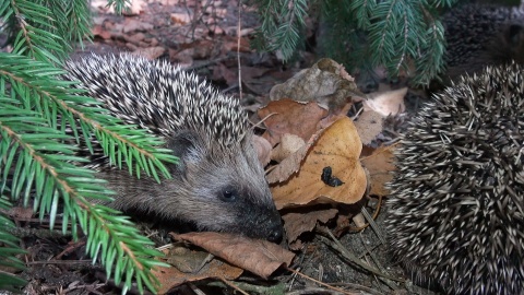 Jeże z ogrodu zoologicznego w Myślęcinku./fot. Janusz Wiertel