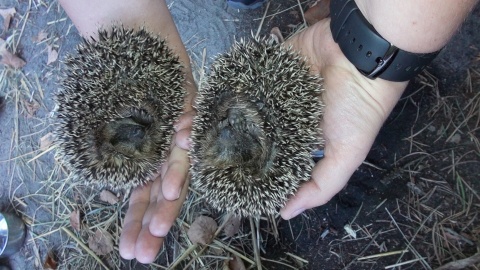 Jeże z ogrodu zoologicznego w Myślęcinku./fot. Janusz Wiertel