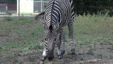 Zebra z bydgoskiego zoo. /fot. JW