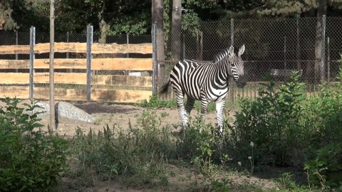 Zebra z bydgoskiego zoo. /fot. JW