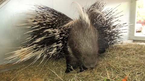 Jeżozwierze afrykańskie z bydgoskiego zoo/fot. jw