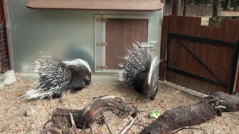 Jeżozwierze afrykańskie z bydgoskiego zoo/fot. jw