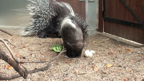 Jeżozwierze afrykańskie z bydgoskiego zoo/fot. jw