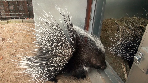 Jeżozwierze afrykańskie z bydgoskiego zoo/fot. jw