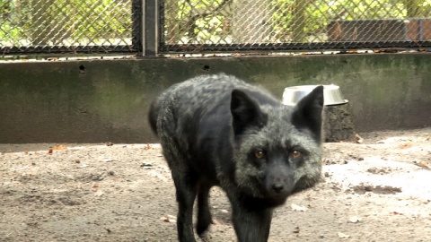 Lis pospolity srebrzysty Raisa i lis polarny Frosti mieszkają razem. Do bydgoskiego zoo trafiły z rąk prywatnych. /fot. JW