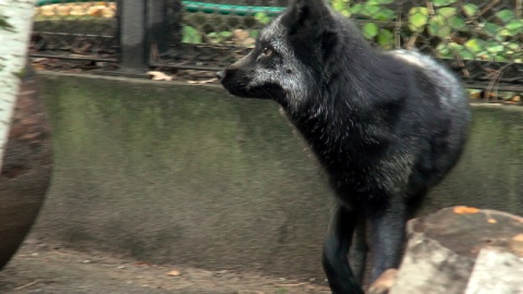 Lis pospolity srebrzysty Raisa i lis polarny Frosti mieszkają razem. Do bydgoskiego zoo trafiły z rąk prywatnych. /fot. JW