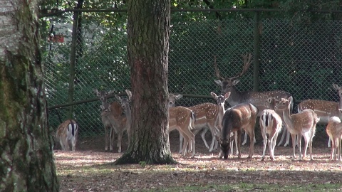 Daniele z Myślęcińskiego zoo/fot. jw