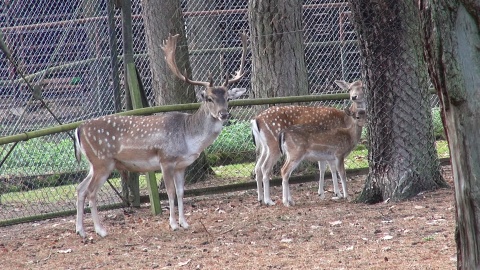 Daniele z Myślęcińskiego zoo/fot. jw