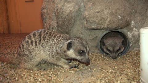 Surykatki z zoo w Myślęcinku/fot. jw