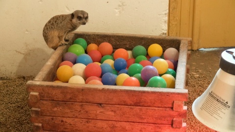 Surykatki z zoo w Myślęcinku/fot. jw