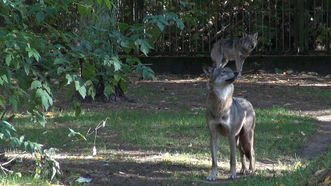 U wilków z bydgoskiego zoo ostatnio dzieje się naprawdę sporo!/fot. JW