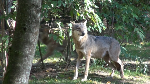 U wilków z bydgoskiego zoo ostatnio dzieje się naprawdę sporo!/fot. JW