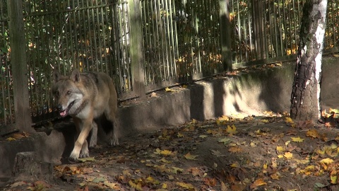 U wilków z bydgoskiego zoo ostatnio dzieje się naprawdę sporo!/fot. JW