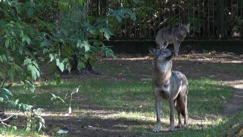 U wilków z bydgoskiego zoo ostatnio dzieje się naprawdę sporo!/fot. JW