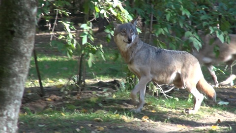 U wilków z bydgoskiego zoo ostatnio dzieje się naprawdę sporo!/fot. JW