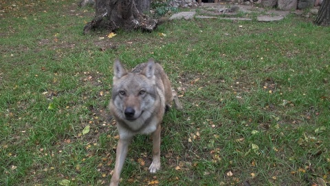 U wilków z bydgoskiego zoo ostatnio dzieje się naprawdę sporo!/fot. JW