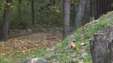 U wilków z bydgoskiego zoo ostatnio dzieje się naprawdę sporo!/fot. JW