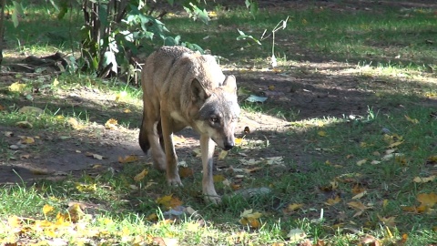 U wilków z bydgoskiego zoo ostatnio dzieje się naprawdę sporo!/fot. JW