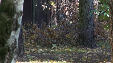 U wilków z bydgoskiego zoo ostatnio dzieje się naprawdę sporo!/fot. JW