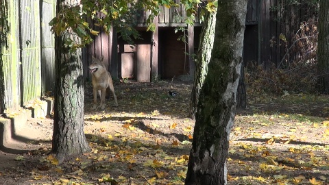 U wilków z bydgoskiego zoo ostatnio dzieje się naprawdę sporo!/fot. JW