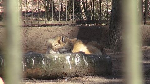 U wilków z bydgoskiego zoo ostatnio dzieje się naprawdę sporo!/fot. JW