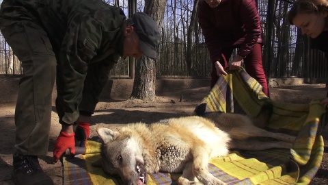 U wilków z bydgoskiego zoo ostatnio dzieje się naprawdę sporo!/fot. JW