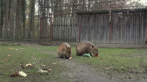 Astrid i Lotti zamieszkały w bydgoskim zoo/fot. jw
