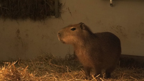 Astrid i Lotti zamieszkały w bydgoskim zoo/fot. jw