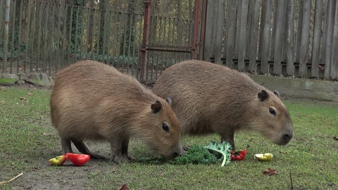 Astrid i Lotti zamieszkały w bydgoskim zoo/fot. jw