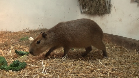 Astrid i Lotti zamieszkały w bydgoskim zoo/fot. jw