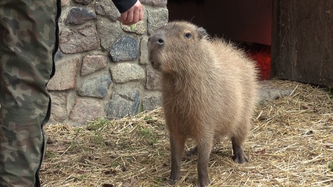 Astrid i Lotti zamieszkały w bydgoskim zoo/fot. jw