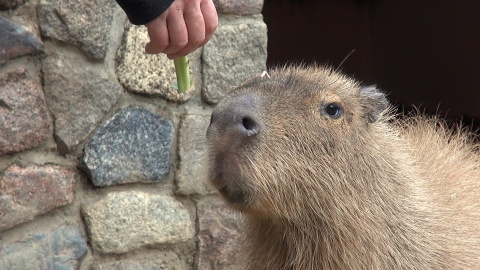 Astrid i Lotti zamieszkały w bydgoskim zoo/fot. jw