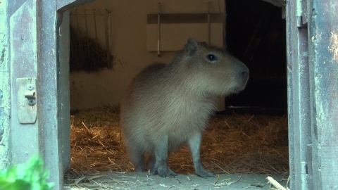 Astrid i Lotti zamieszkały w bydgoskim zoo/fot. jw