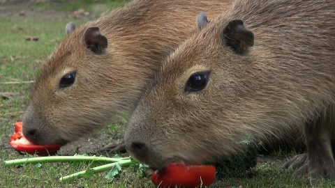 Astrid i Lotti zamieszkały w bydgoskim zoo/fot. jw