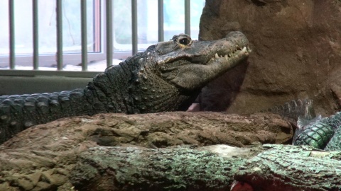 Krokodyl z zoo w Myślęcinku. Wcale nie jest taki krwiożerczy, na jakiego wygląda. Gustuje w skorupiakach./fot. JW