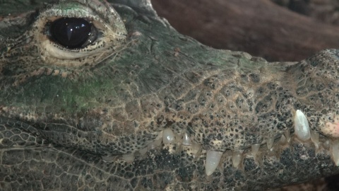 Krokodyl z zoo w Myślęcinku. Wcale nie jest taki krwiożerczy, na jakiego wygląda. Gustuje w skorupiakach./fot. JW