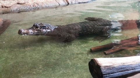 Krokodyl z zoo w Myślęcinku. Wcale nie jest taki krwiożerczy, na jakiego wygląda. Gustuje w skorupiakach./fot. JW