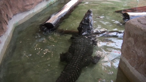 Krokodyl z zoo w Myślęcinku. Wcale nie jest taki krwiożerczy, na jakiego wygląda. Gustuje w skorupiakach./fot. JW