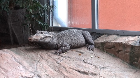 Krokodyl z zoo w Myślęcinku. Wcale nie jest taki krwiożerczy, na jakiego wygląda. Gustuje w skorupiakach./fot. JW