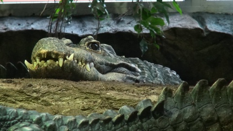 Krokodyl z zoo w Myślęcinku. Wcale nie jest taki krwiożerczy, na jakiego wygląda. Gustuje w skorupiakach./fot. JW