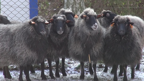 Owce, jak to owce, trzymają się razem. W czasie mrozów taka bliskość jest bezcenna./fot. jw/fot. jw