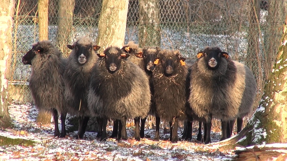 Owce, jak to owce, trzymają się razem. Jeśli przyjdą mrozy, zawsze będzie cieplej. Fot. arch. PR PiK