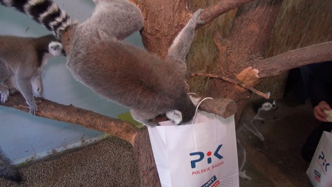 Lemury bardzo cieszyły się z wizyty. Były też zainteresowane tym, co znajduje się w torebkach. Fot.: Janusz Wiertel