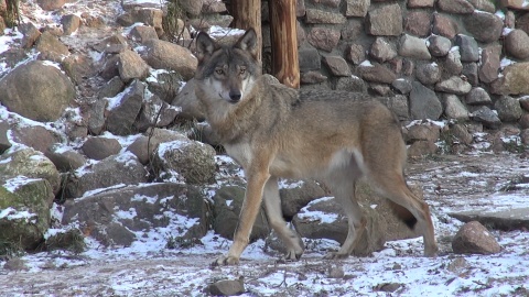 Zapraszamy na zimowy spacer po zoo w Myślęcinku, który kończy nasz całoroczny cykl. Okazuje się, że o tej porze roku można, a nawet trzeba nawiązać bliską więź z mieszkańcami zoo. Zimą zwiedzających jest mniej, a zwierzęta tęsknią! /fot. jw