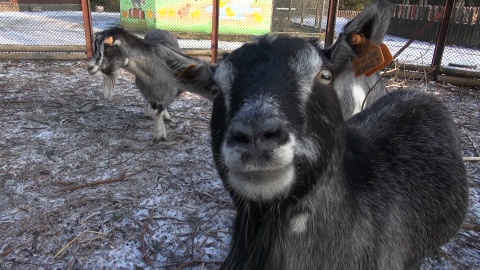 Zapraszamy na zimowy spacer po zoo w Myślęcinku, który kończy nasz całoroczny cykl. Okazuje się, że o tej porze roku można, a nawet trzeba nawiązać bliską więź z mieszkańcami zoo. Zimą zwiedzających jest mniej, a zwierzęta tęsknią! /fot. jw