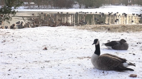 Zapraszamy na zimowy spacer po zoo w Myślęcinku, który kończy nasz całoroczny cykl. Okazuje się, że o tej porze roku można, a nawet trzeba nawiązać bliską więź z mieszkańcami zoo. Zimą zwiedzających jest mniej, a zwierzęta tęsknią! /fot. jw