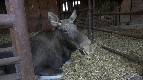 Zapraszamy na zimowy spacer po zoo w Myślęcinku, który kończy nasz całoroczny cykl. Okazuje się, że o tej porze roku można, a nawet trzeba nawiązać bliską więź z mieszkańcami zoo. Zimą zwiedzających jest mniej, a zwierzęta tęsknią! /fot. jw