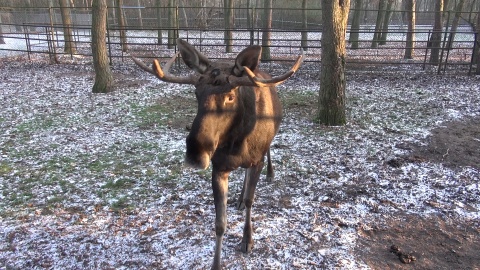 Zapraszamy na zimowy spacer po zoo w Myślęcinku, który kończy nasz całoroczny cykl. Okazuje się, że o tej porze roku można, a nawet trzeba nawiązać bliską więź z mieszkańcami zoo. Zimą zwiedzających jest mniej, a zwierzęta tęsknią! /fot. jw